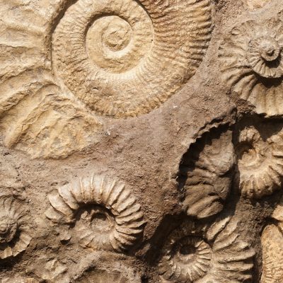 shell-219665_1280